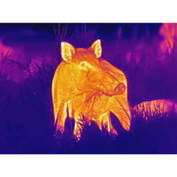 pard leopard thermal monocular le2-11